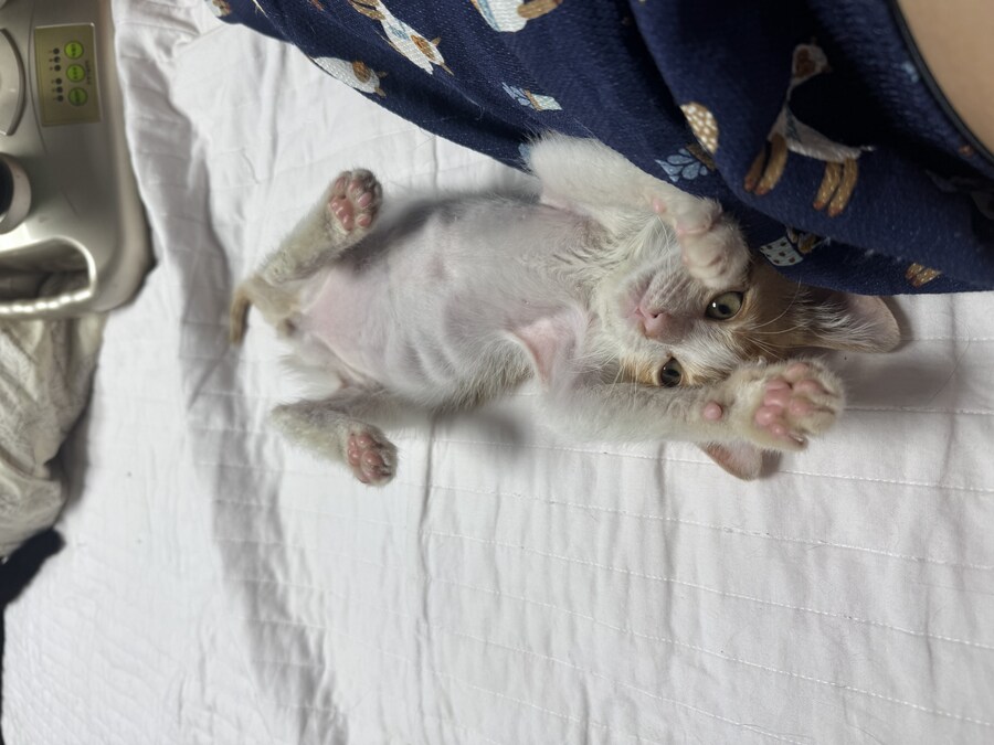 줍고보니 개냥이_9.jpg