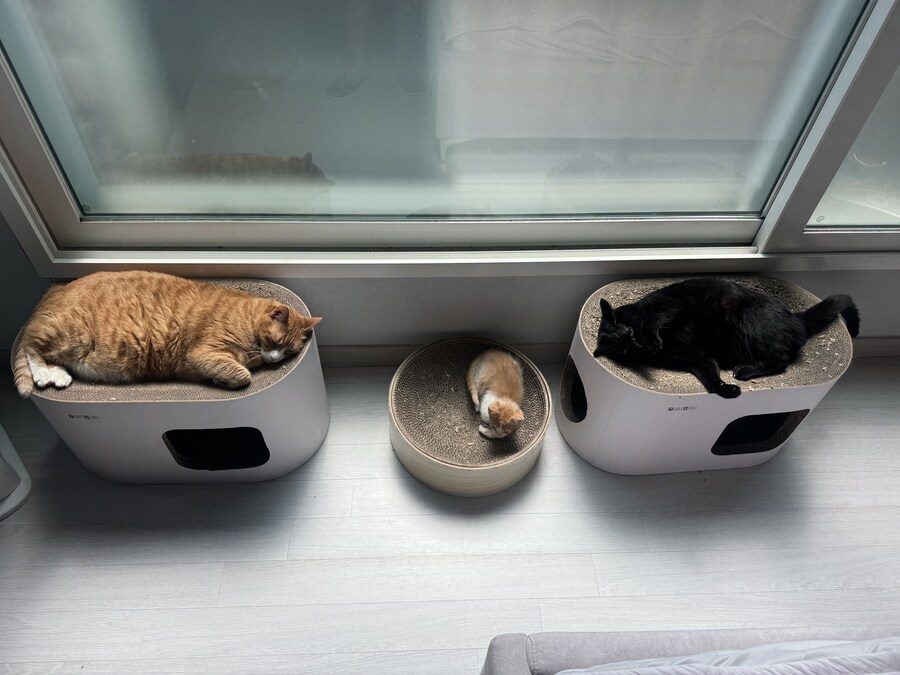 줍고보니 개냥이_13.jpg