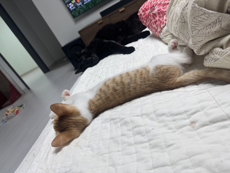 줍고보니 개냥이_18.jpg
