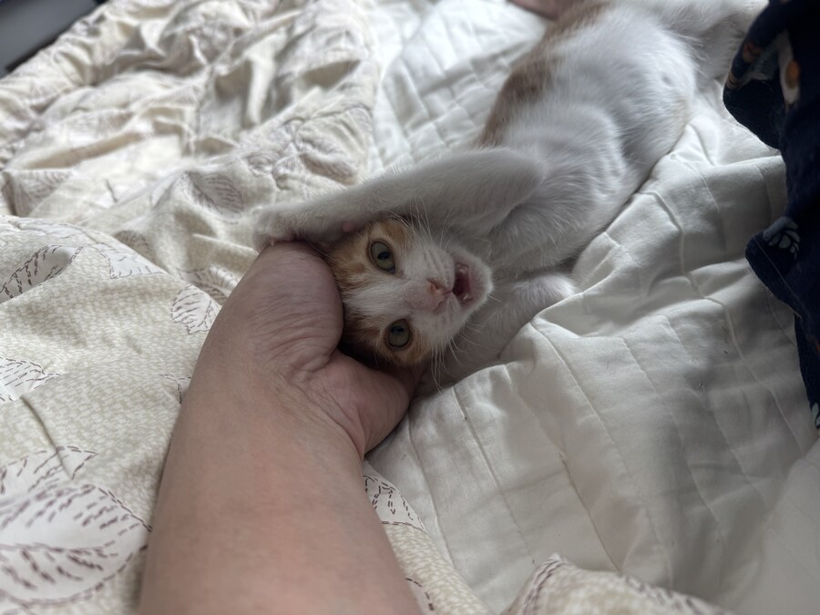 줍고보니 개냥이_20.jpg