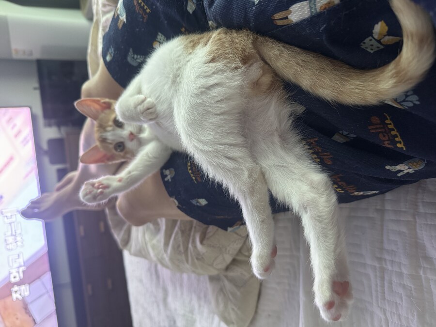 줍고보니 개냥이_28.jpg