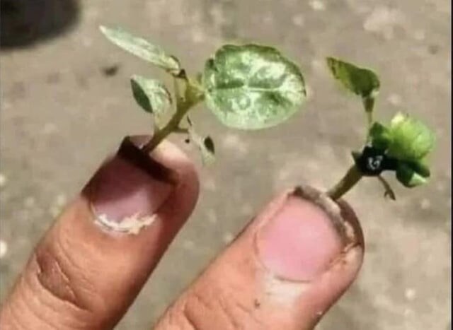 저주받은 이미지 10장_3.jpg