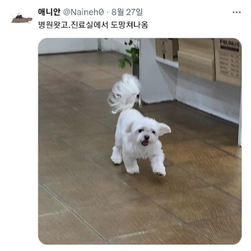 진료실에서 도망나온 댕댕이.jpg_1.png