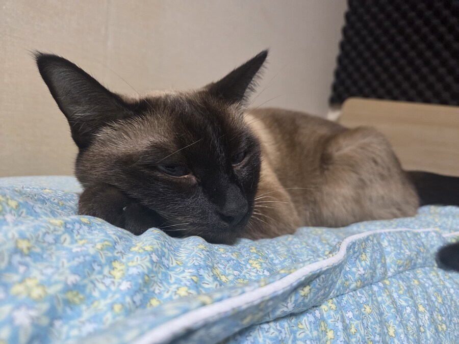 한살도 안된 고양이가 자기 인생샷 만들었어요...._2.jpg