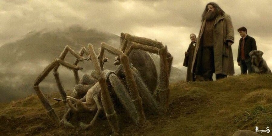 해리포터) 해그리드가 괴물 거미를 학교에서 키운 이유_4.jpg