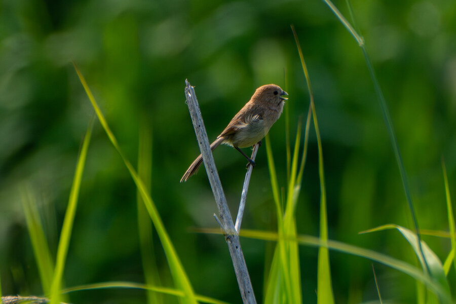 5월,6월 창릉천, 원당목장, 파주삼릉 탐조_2.jpg