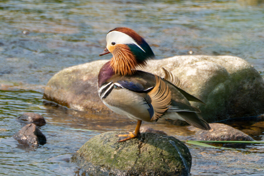 5월,6월 창릉천, 원당목장, 파주삼릉 탐조_5.jpg