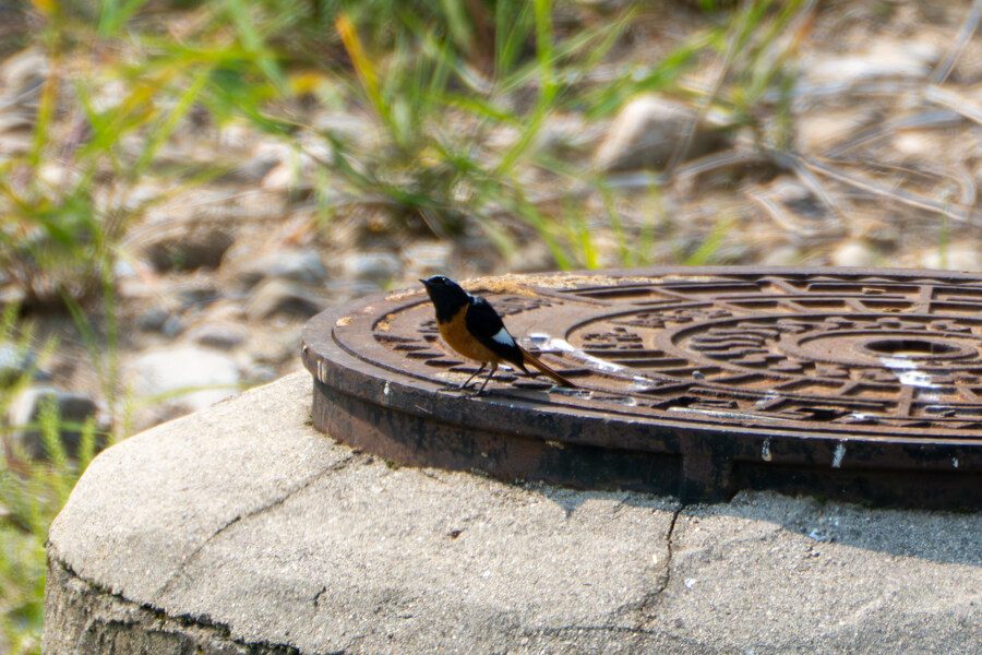 5월,6월 창릉천, 원당목장, 파주삼릉 탐조_6.jpg