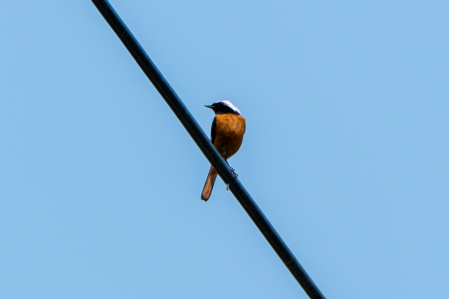 5월,6월 창릉천, 원당목장, 파주삼릉 탐조_7.jpg