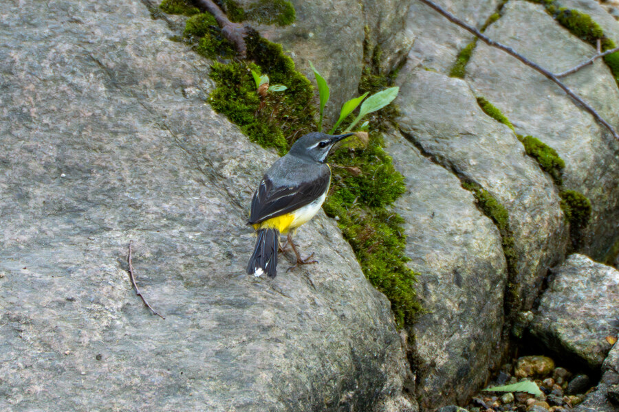 5월,6월 창릉천, 원당목장, 파주삼릉 탐조_11.jpg