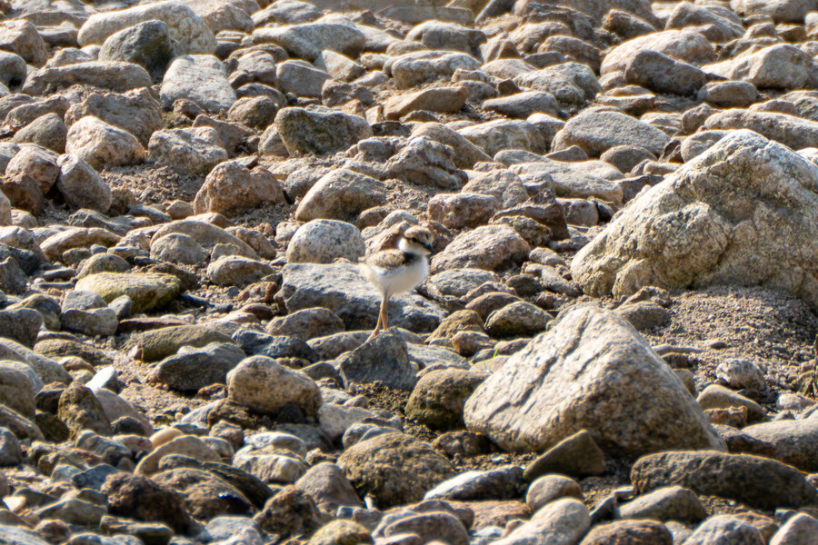 5월,6월 창릉천, 원당목장, 파주삼릉 탐조_17.jpg