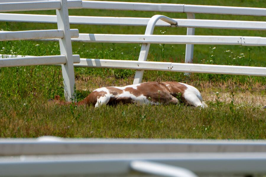 5월,6월 창릉천, 원당목장, 파주삼릉 탐조_23.jpg