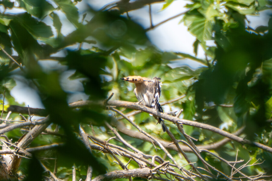 5월,6월 창릉천, 원당목장, 파주삼릉 탐조_25.jpg