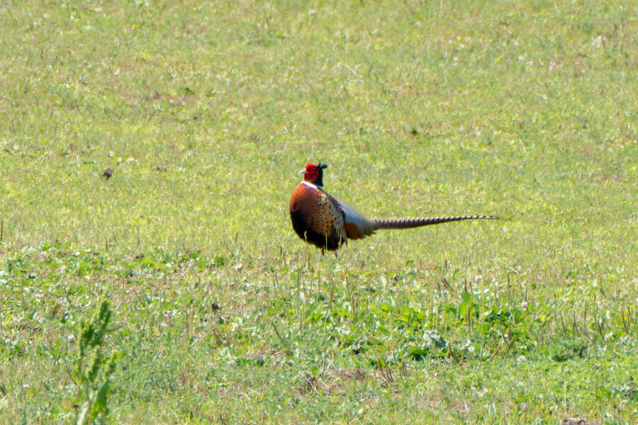 5월,6월 창릉천, 원당목장, 파주삼릉 탐조_27.jpg