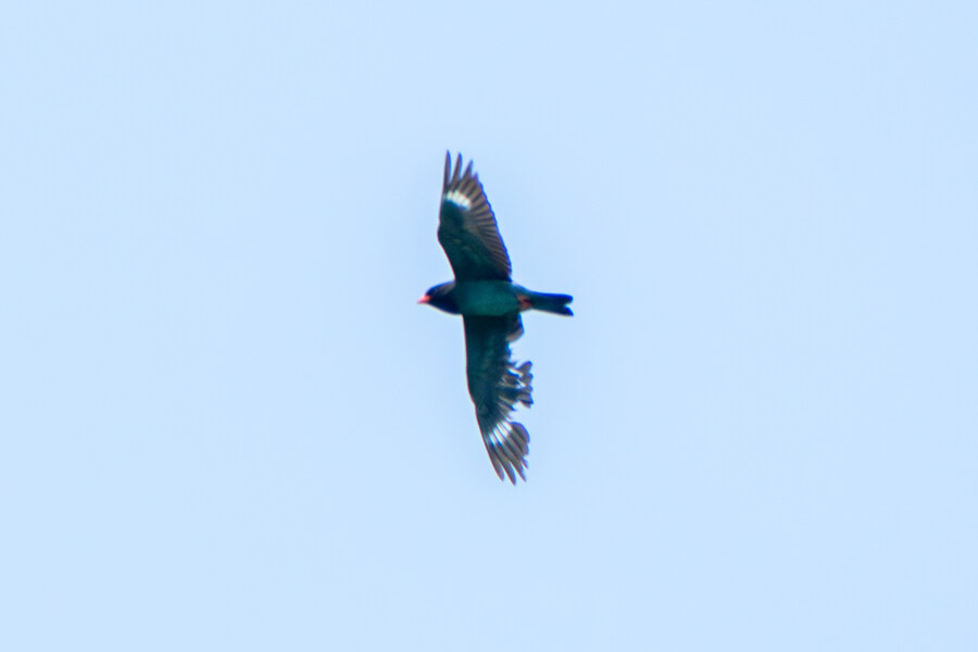 5월,6월 창릉천, 원당목장, 파주삼릉 탐조_31.jpg