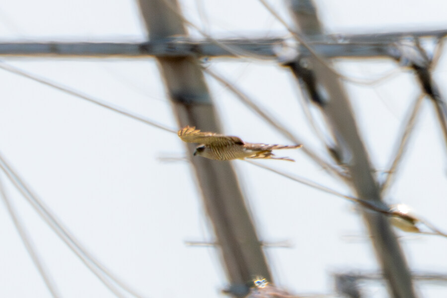 5월,6월 창릉천, 원당목장, 파주삼릉 탐조_35.jpg