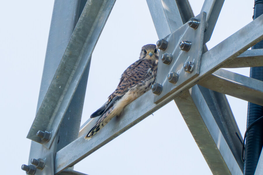 5월,6월 창릉천, 원당목장, 파주삼릉 탐조_36.jpg