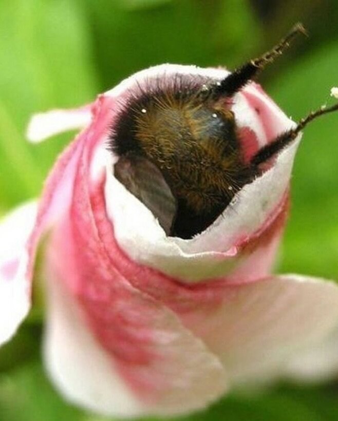 꿀 나르다 지쳐 잠든 호박벌들.JPG_1.jpg