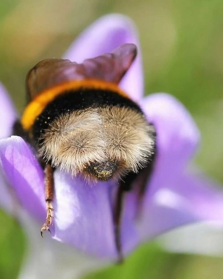 꿀 나르다 지쳐 잠든 호박벌들.JPG_5.jpg