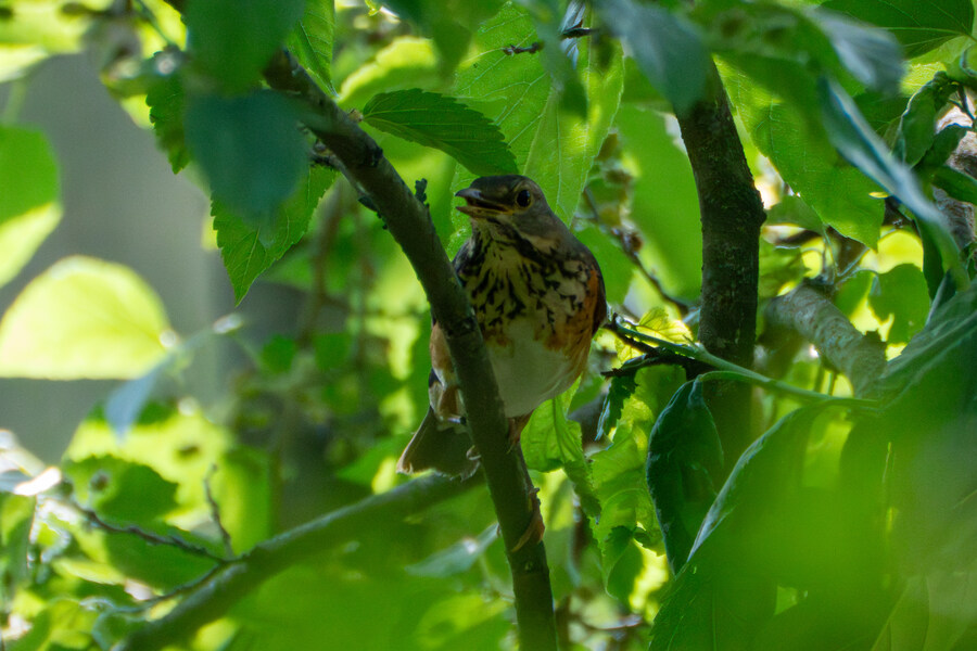 5월,6월 창릉천, 원당목장, 파주삼릉 탐조_46.jpg