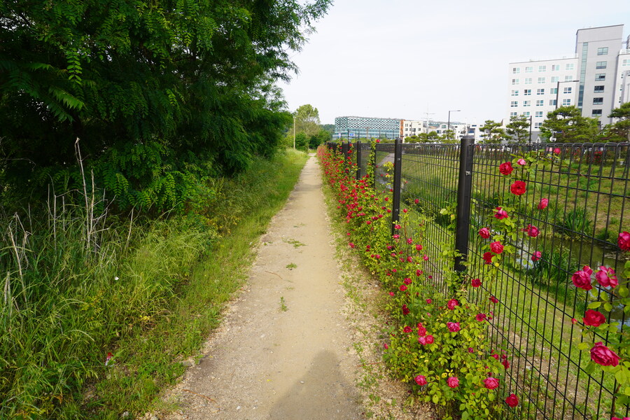 5월,6월 창릉천, 원당목장, 파주삼릉 탐조_14.jpg