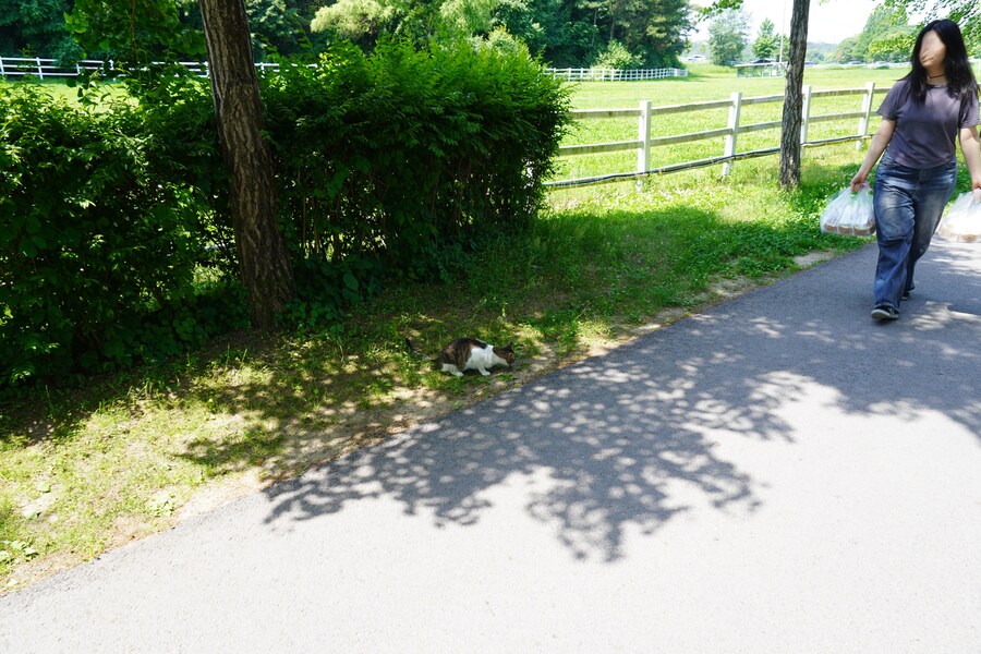 5월,6월 창릉천, 원당목장, 파주삼릉 탐조_29.jpg