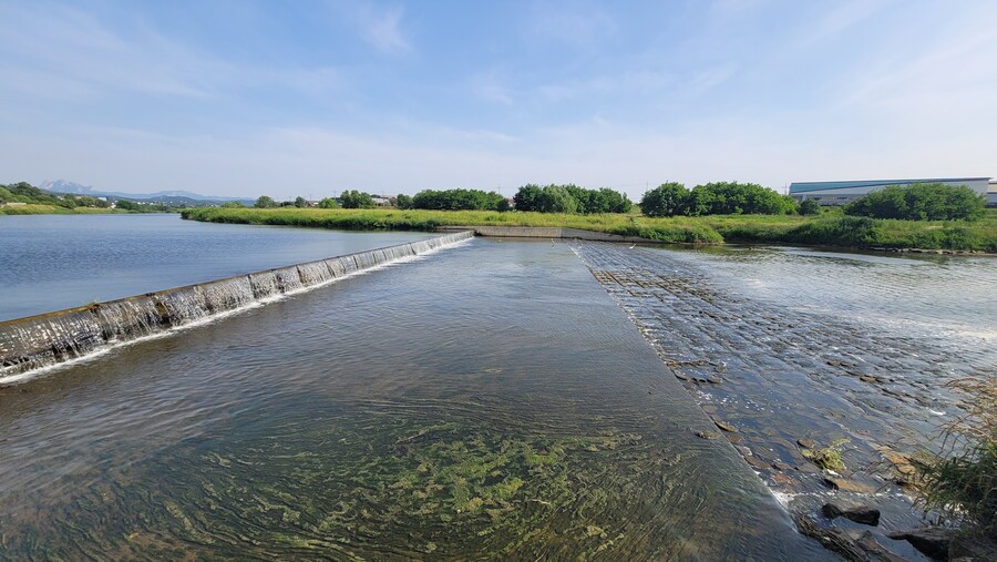 5월,6월 창릉천, 원당목장, 파주삼릉 탐조_49.jpg