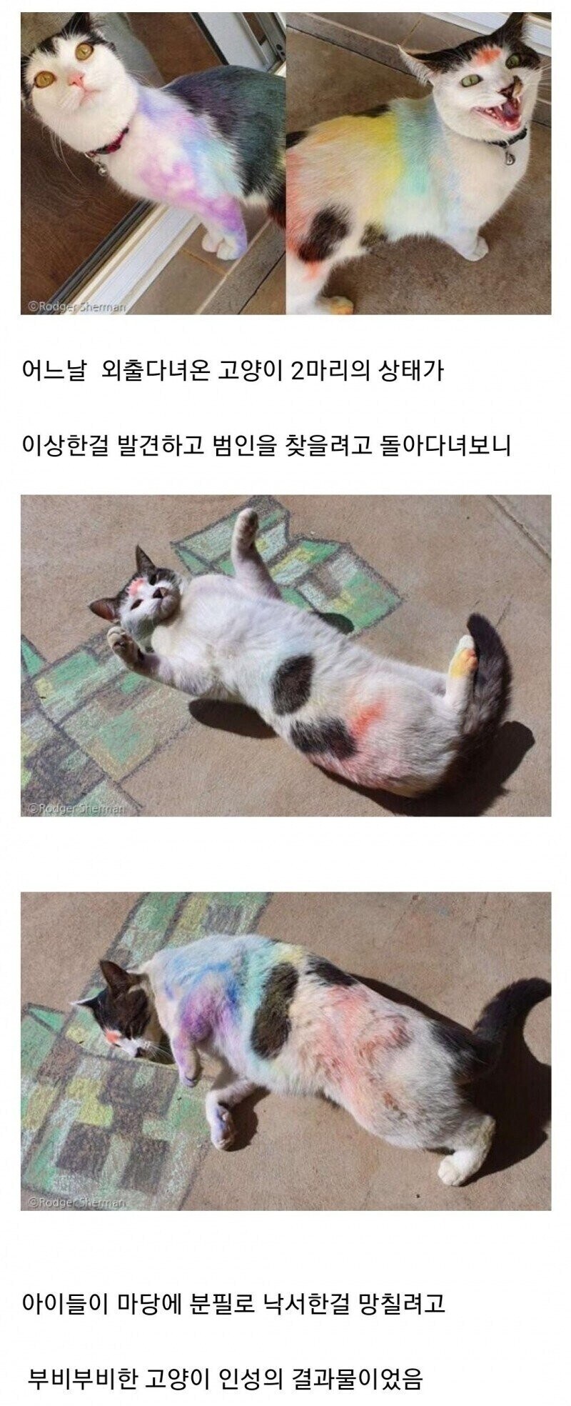 고양이 몸에 낙서 하는 범인_1.jpg