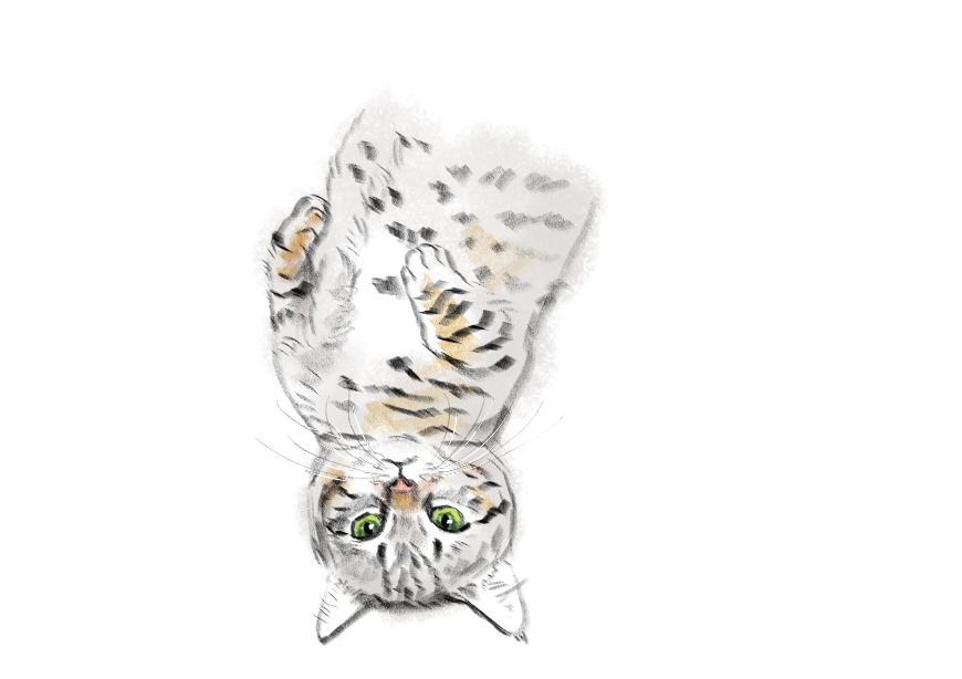 고양이) 넘으집 고양이_1.png