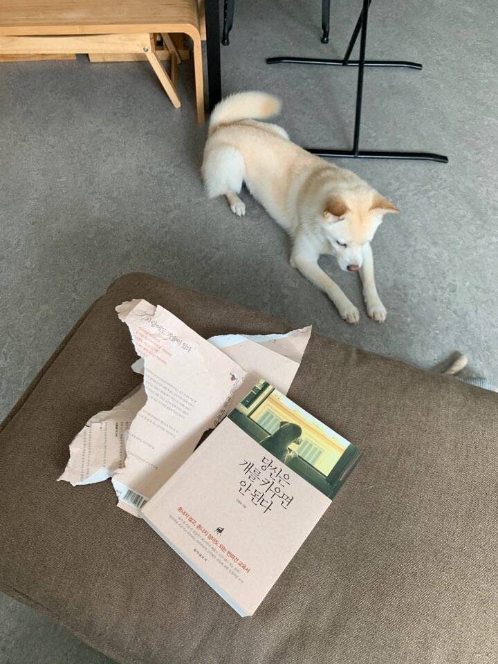 리노아 님의 강아지 상상도_1.jpg