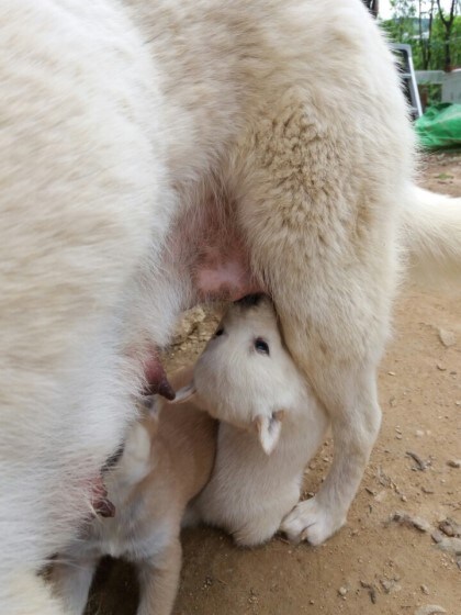 엄마개한테 이쁨받고싶다_1.jpg