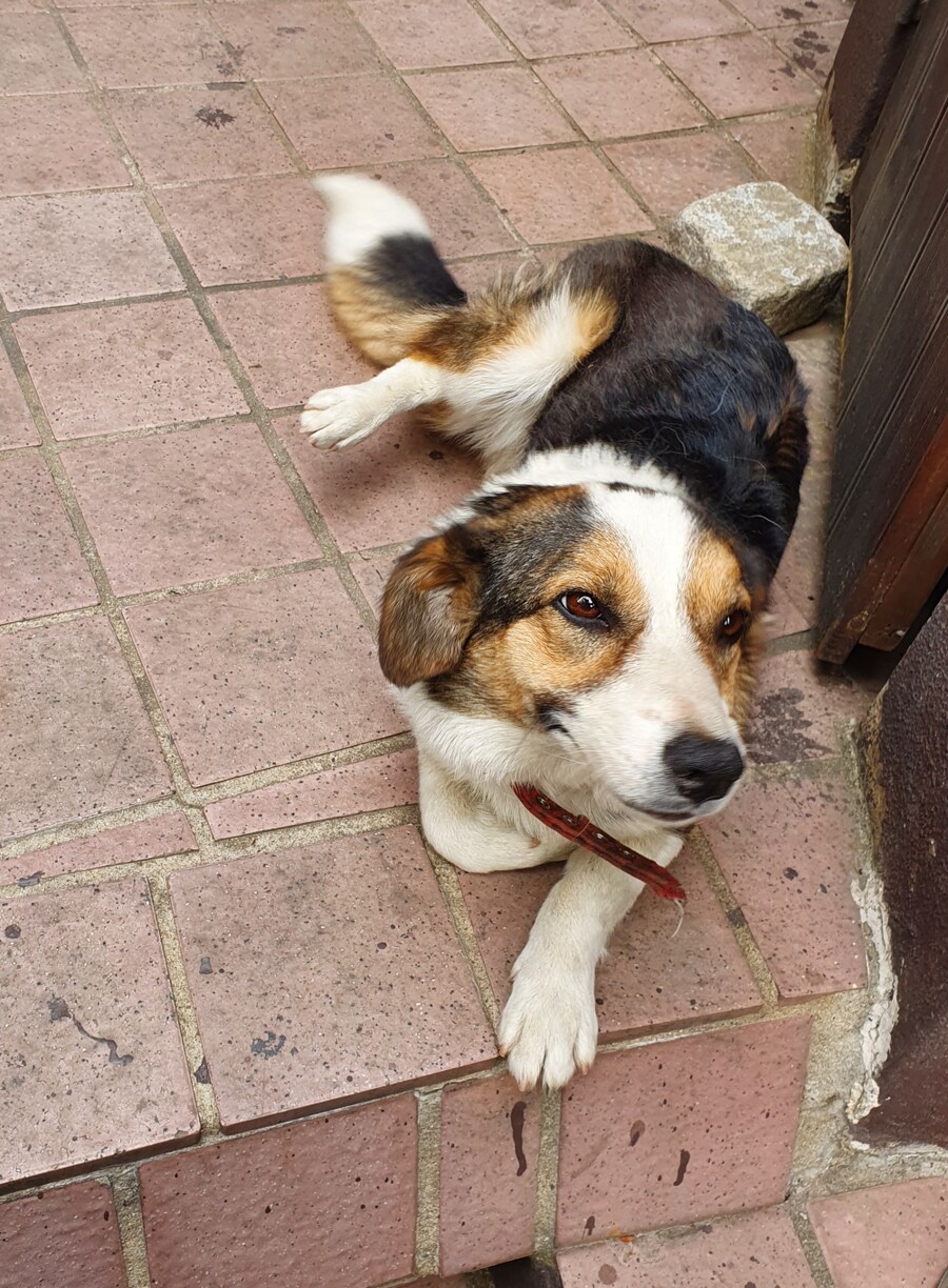 리노아 님의 강아지 상상도_5.png