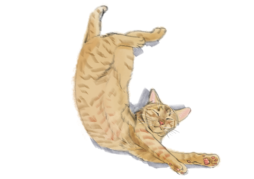 고양이) 넘으집 고양이_1.png