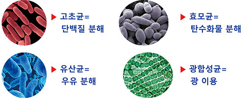 미생물을 조절해 고오급 카카오 콩을 만드는데 성공함_3.jpg