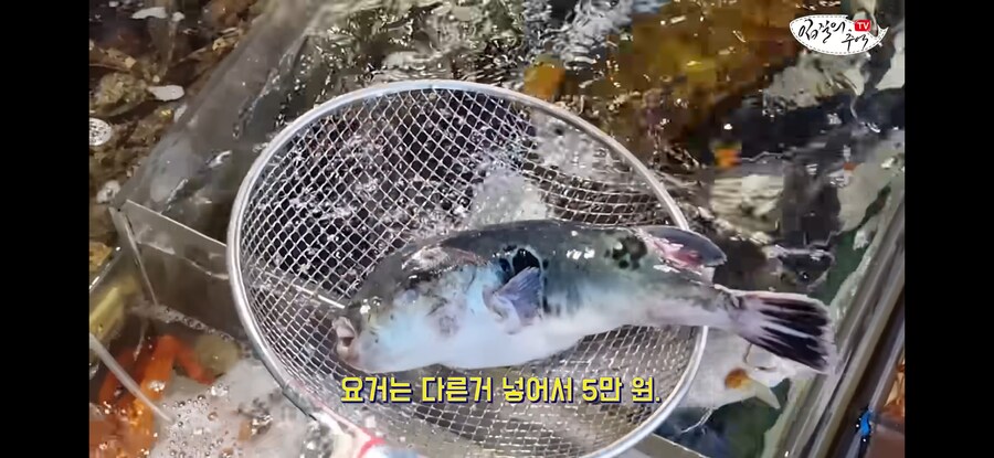 활어 수산시장에서 참복 사려고 갔다가 생긴 일.jpg_8.jpg