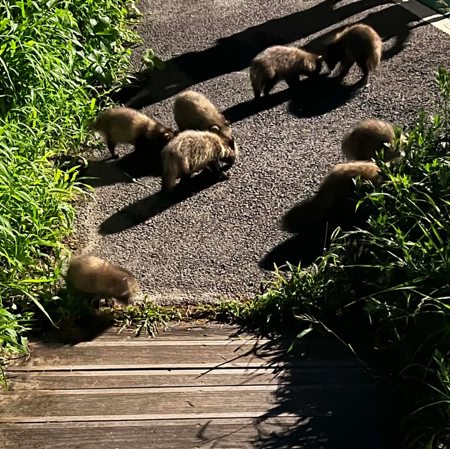 레딧) 의정부에서 너구리 새끼들을 발견_7.webp