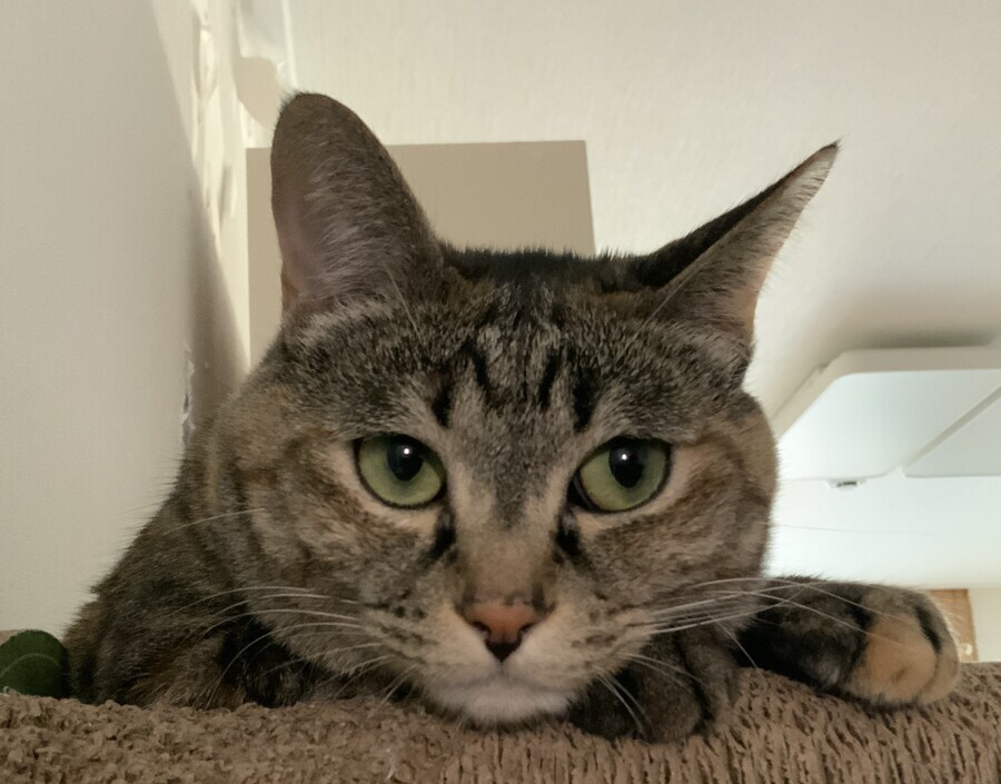 "고양아! 충분히 확대됐으니 슬슬 나가서 살지 않을래?"_4.jpg