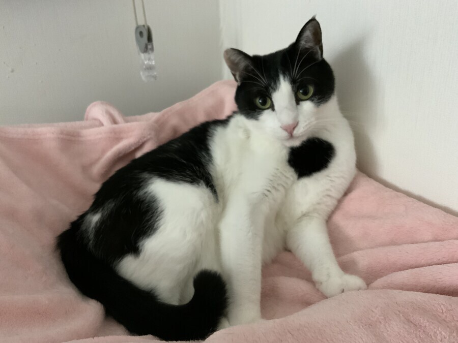 "고양아! 충분히 확대됐으니 슬슬 나가서 살지 않을래?"_7.jpg