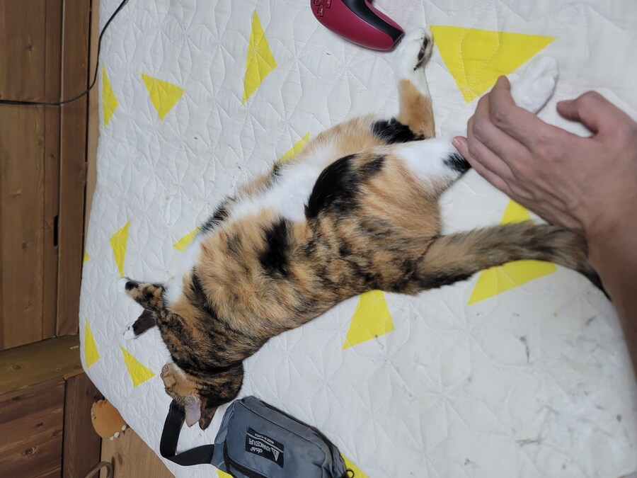 추탭갈) 애옹이가 이렇게 누워있을땐 기분이 좋다는 것_1.jpg