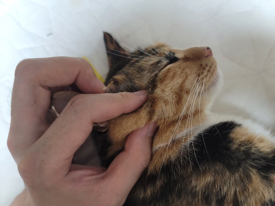 추탭갈) 애옹이가 이렇게 누워있을땐 기분이 좋다는 것_6.jpg