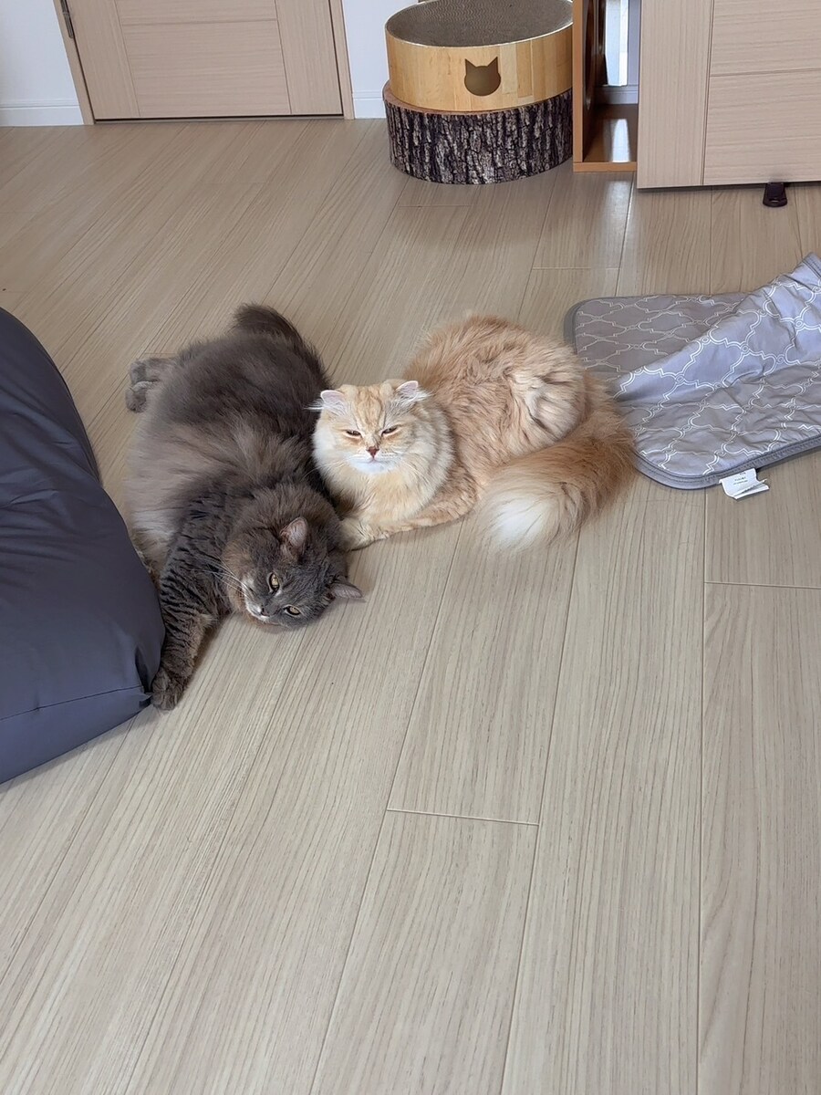 자는 모습도 서로 닮아가는 우리집 고양이 사진_3.jpg