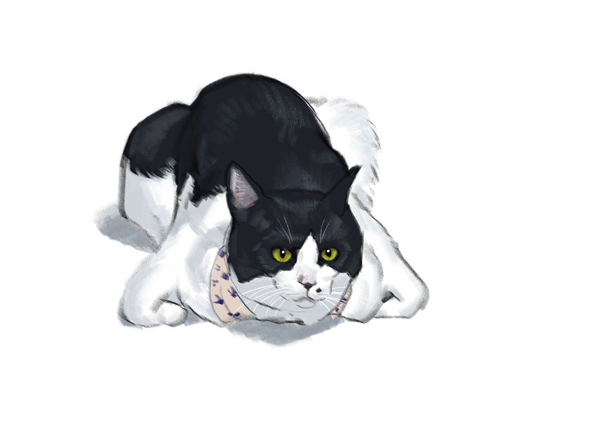 고양이) 넘으집 고양이_1.png