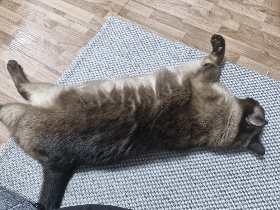 혐)뱃가죽이 등에 달라붙은 고양이_1.jpg