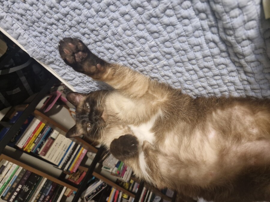 혐)뱃가죽이 등에 달라붙은 고양이_2.jpg