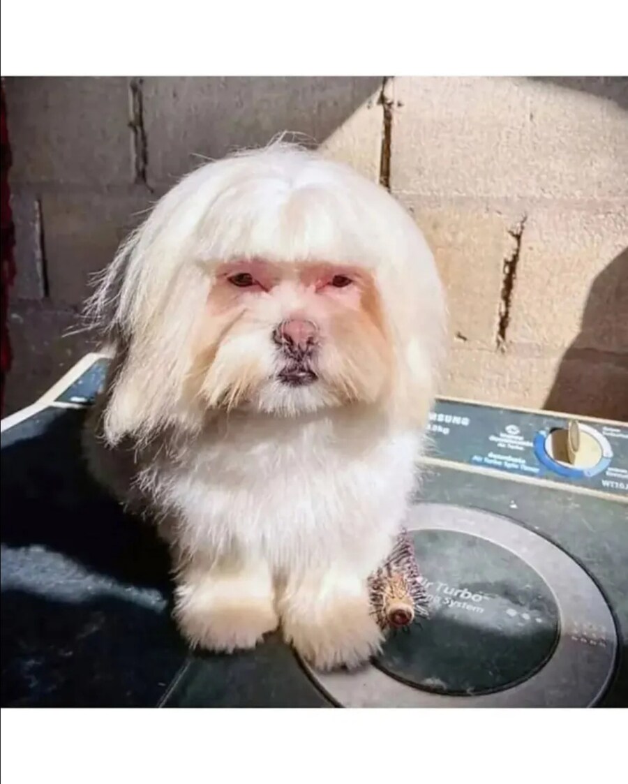애견 미용실이 멀어서 직접 했는데 대참사.jpg_3.jpg