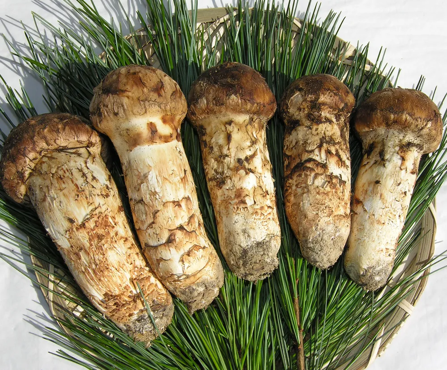 버섯) 이거는 식용버섯 아닌거임??_1.webp