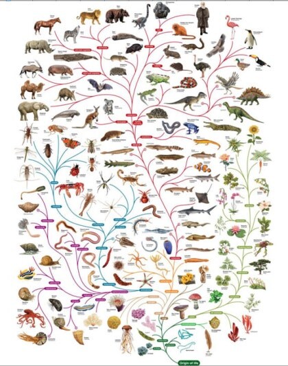 진화]진화는 완전한거도 아니고 죽음이 필수임_1.jpg