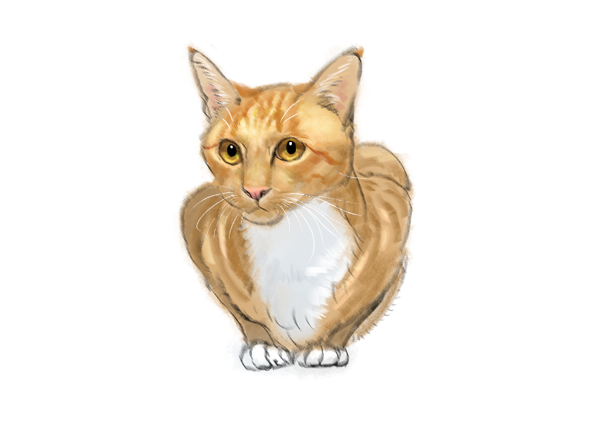 고양이) 넘으집 고양이_1.png