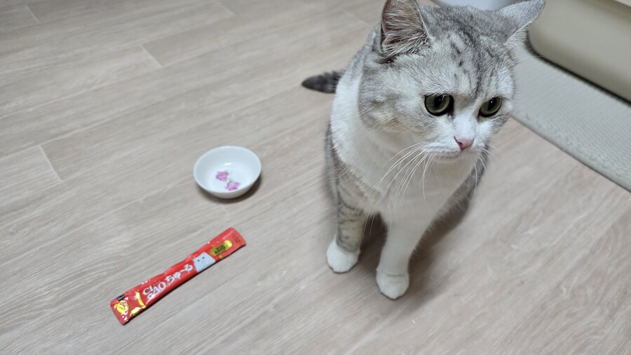 우리집 고양이가 나를 안 좋아해.JPG_8.jpg
