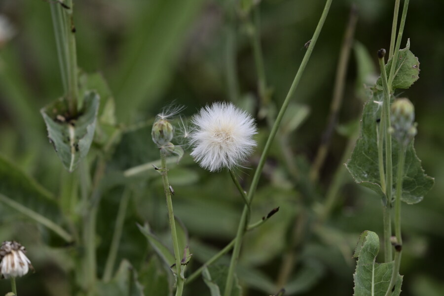 을숙도 (사진많음)_13.jpg
